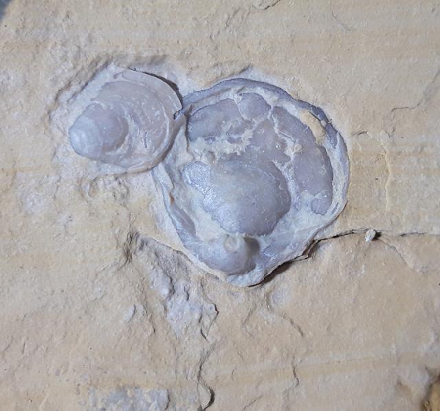 Terebratula sp. MUELLER 1776 - Bild &copy; FossNet FossilienStore